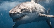 Animals most responsible for sending Australians to hospital: Sharks are nowhere near the top of the list, despite attack concerns