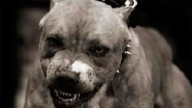 Santa Fe: avanza un proyecto para regular la tenencia de perros peligrosos