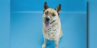 For ‘Pet of the Week’ Bagel, finding a new home would be even better than cream cheese!
