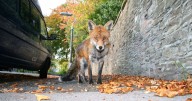 Drivers facing 'death' from fox gangs obsessed with chewing through brake cables