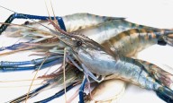 How big is US Tariff impact on Odisha prawn farmers, seafood entrepreneurs