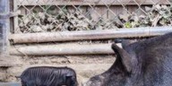 Ethel and Harry Plopper welcome 7 piglets at Connecticut’s Beardsley Zoo