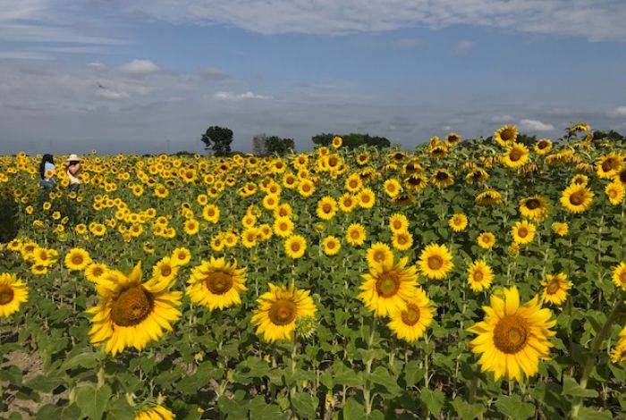 Asoportuguesa: Agricultores confían sembrar 30.000 hectáreas de girasol en Portuguesa, pese a las dificultades #3Sep 