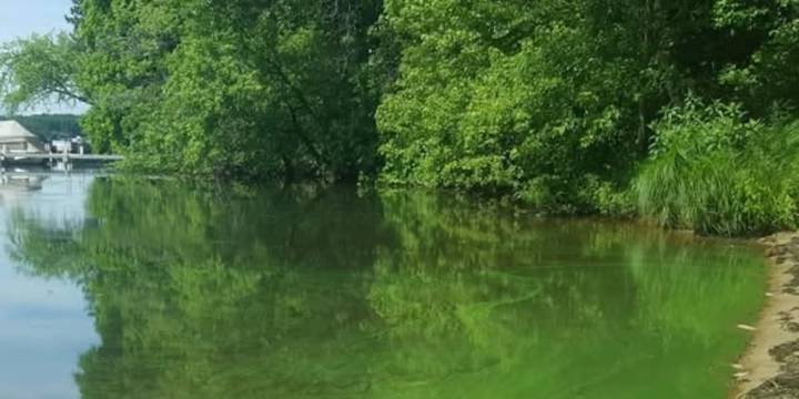 Be Aware: Blue-Green algae spotted around Madison beaches