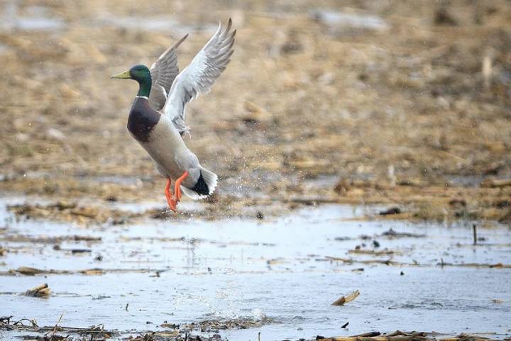 Continental duck numbers hold steady, feds say in status report