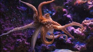 Do Octopuses Mean to Deceive?