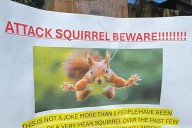 Serial Attacker Squirrel Puts Two People in the ER After Pouncing on Calif. Residents