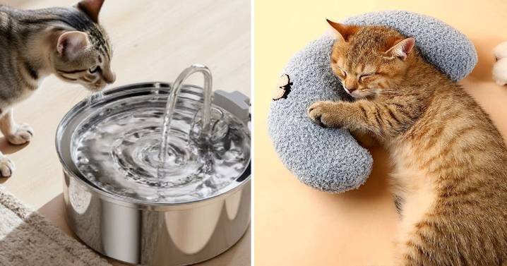 If You Have A Cat, These 55 Clever Things Are Life