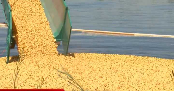 Mid-Columbia Duck Race returns with prizes, food and family fun