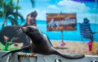 PHOTOS: CT fairs gear up for a fun