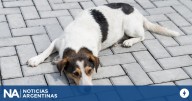 La fortuna que puede costar la caca de perro en la vereda ajena