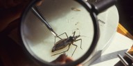 'Kissing bug' disease on track to be considered an endemic in US