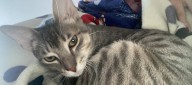 La familia de 'Romeo' solicita ayuda para encontrarlo