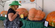 40 years of the WV Pumpkin Festival: Fan-favorite event returns next week