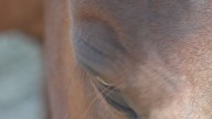 Horse Haven rescues 27 horses in Fentress County