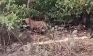 CVC insta a proteger jaguar avistado en zona rural vallecaucana