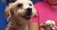 Perrita Cereza: Conoce a Cerecito, su único cachorro sobreviviente tras la tragedia de la pipa en Iztapalapa