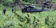 La SSE halla más de 37 mil plantas de mariguana en Hostotipaquillo