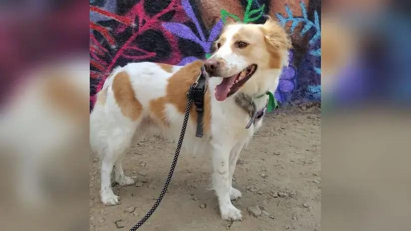 Gobierno promulgó ley que reconoce al perro pastor chiribaya como patrimonio cultural de la Nación