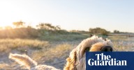 Oodles of Lucys: survey reveals Australia’s most popular dog breeds and names