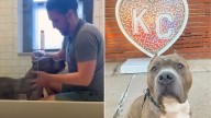 Missouri Pittie Who Spent 150 Days In Shelter Now Has A Special Routine By His Foster Dad's Side