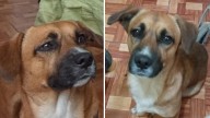 Buscan a Chester, perrito perdido tras ser atropellado en Carabayllo
