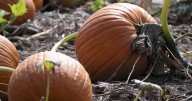 Hamilton area pumpkin patches
