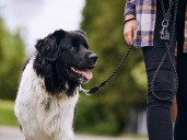 Aarón Sánchez, experto canino: “Premiar a tu cachorro cada vez que hace pis en la calle es absurdo y no vale para nada”