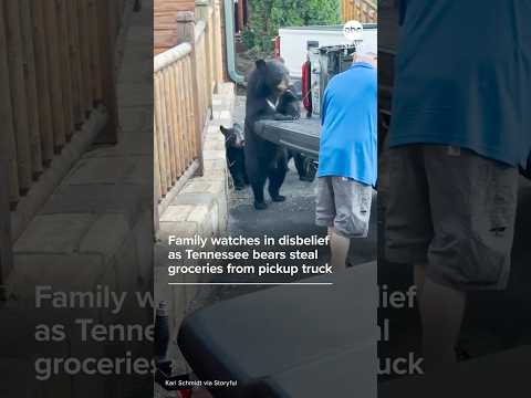 Family watches in disbelief as bears steal groceries from pickup truck