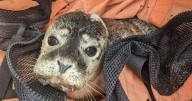 Fundraisers launched for seal pup hospitals and testing after 'unprecedented' death rates