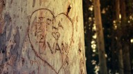 Los árboles lloran por amor: estas serían las consecuencias de una práctica común en parejas en parques