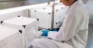 Cuatro municipios de Granada están en "alto" riesgo de transmisión del virus del Nilo