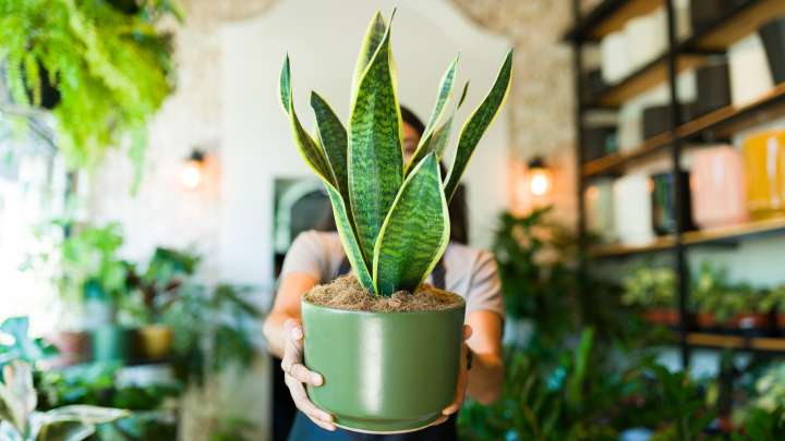 The Major Benefit Of Putting A Mother-In-Law's Tongue Plant Near Your Bed At Night