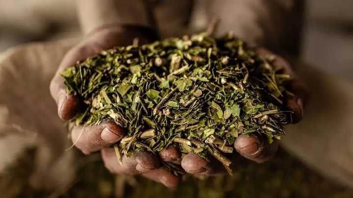 Hallazgos científicos de Bernardo Houssay y la yerba mate