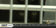 Plans to expand the Twin Falls Animal Shelter