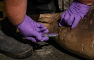 Hawaiian monk seals could get bird flu vaccine after trials