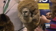 Ten Seven Acres celebrates National Alpaca Farm Days