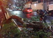 Caen 22 árboles y una barda en Tlalpan tras lluvias en CDMX