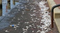 MDE: 25K dead fish found in Baltimore harbor, not caused by pollution event