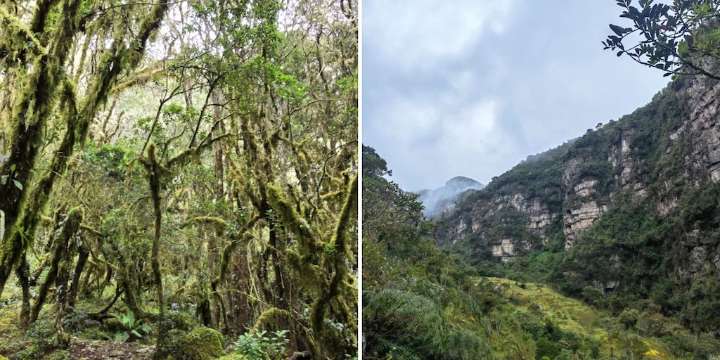 Como sacado de un cuento de hadas: este es el bosque encantado que está muy cerca de Bogotá