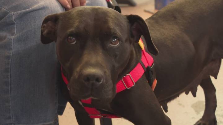 Beer with a purpose: Taps & Tails and Great Lakes Brewing Co. raise a glass for shelter dogs