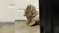 Severely Matted Dog From Texas Shocked Everyone With His Incredible Transformation
