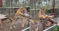 ¿Por qué el tigre Rayitas se abalanzó sobre su veterinaria? La misma profesional lo explica