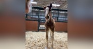 Two Budweiser Clydesdales born in Boonville