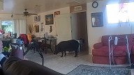WATCH: Deputies wrangle door-smashing boar in Florida