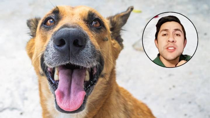Pocos lo saben: los 5 alimentos que nunca tenés que darle a tu perro, según un adiestrador canino