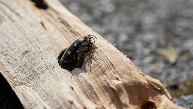 Asian longhorned beetle found at shopping center in South Carolina