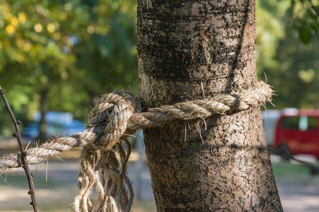 Denuncian que un vecino de zona Norte encadenaría un perro y lo patearía a diario