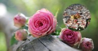 Nuestro México: El Combate de Flores, la romántica y peculiar tradición en Guanajuato del 16 de septiembre