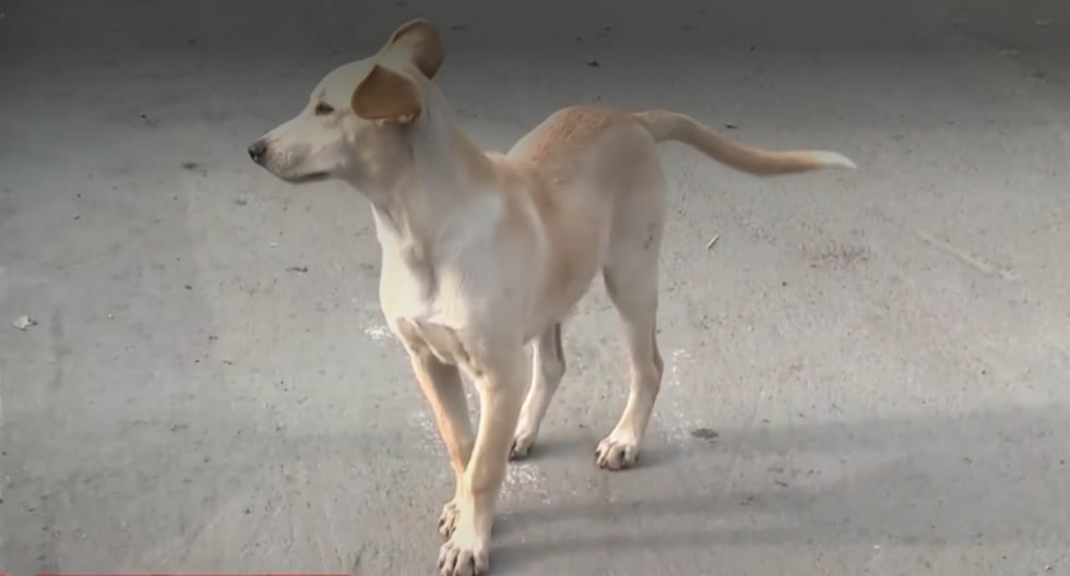 Denuncian envenenamiento masivo de perros en San Juan de Lurigancho: más de 20 mascotas muertas
